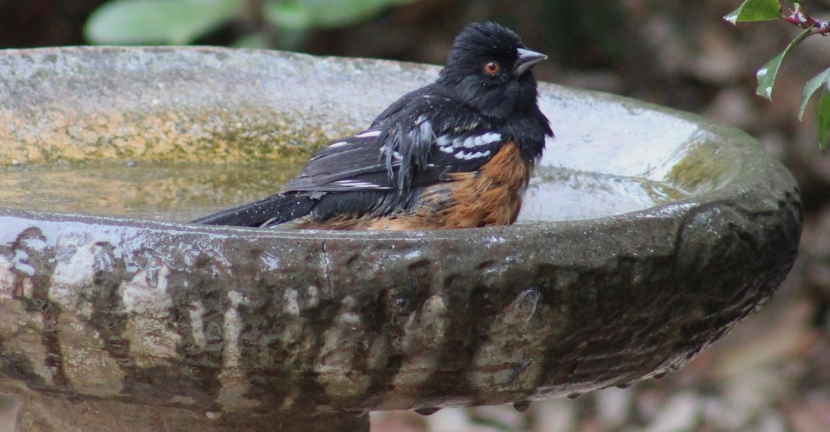 Spotted Towhee - ML641886642