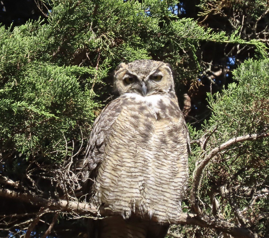 Great Horned Owl - ML641886653