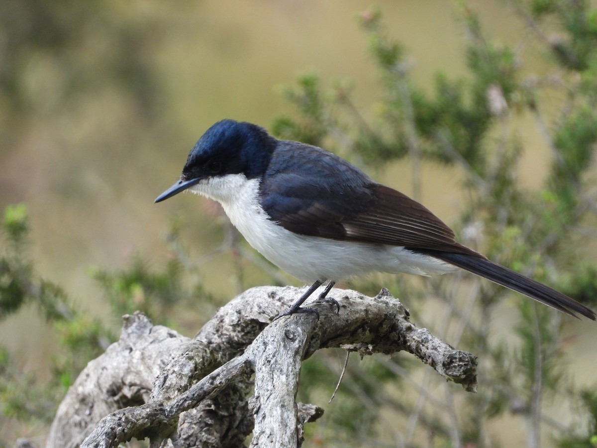 Restless Flycatcher - ML641886663