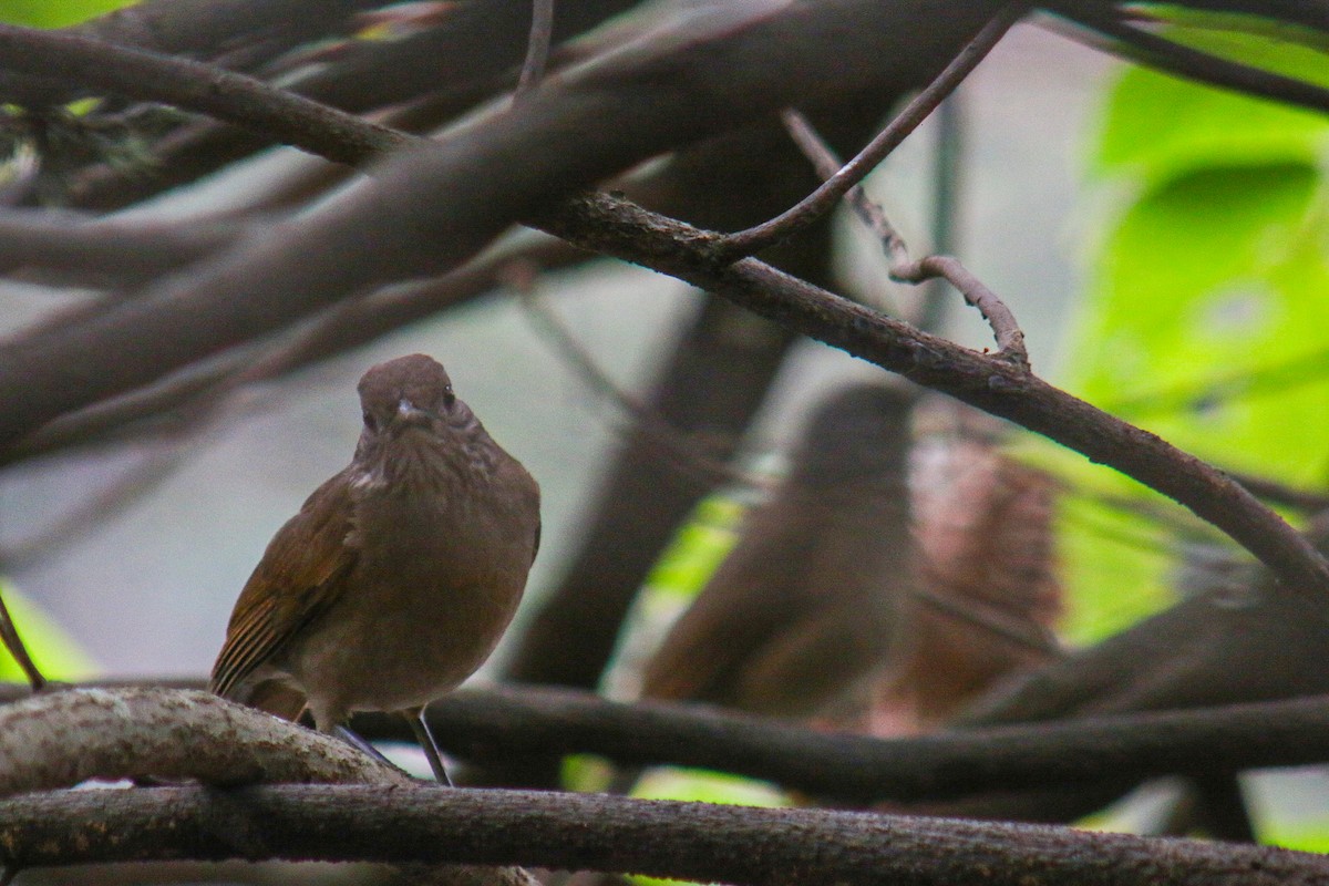 Pale-breasted Thrush - ML641886665