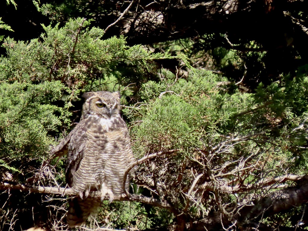 Great Horned Owl - ML641886672