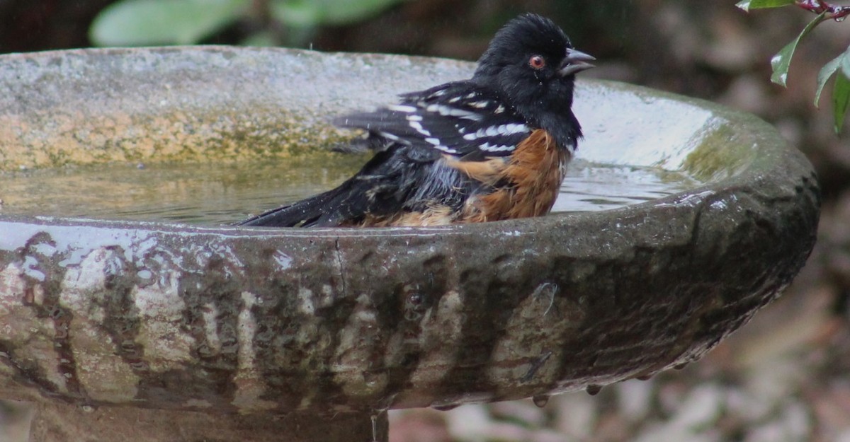 Spotted Towhee - ML641886693