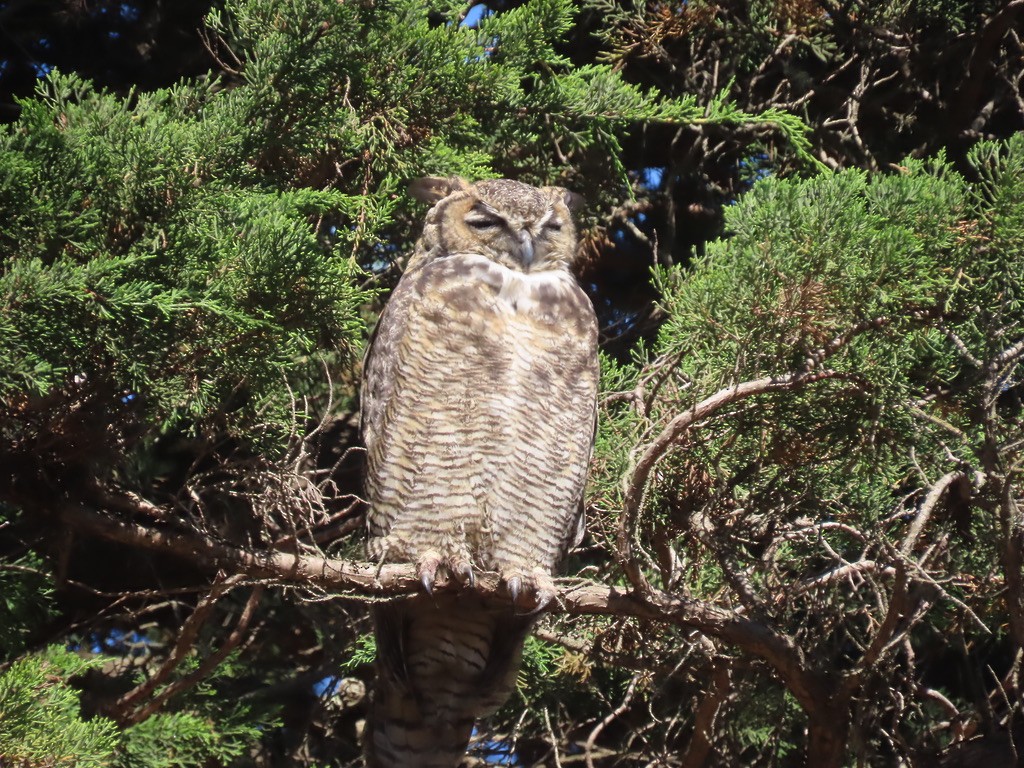 Great Horned Owl - ML641886709