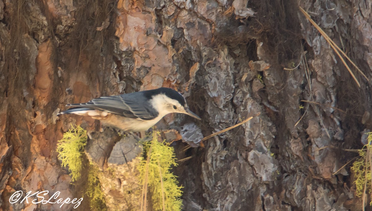 White-breasted Nuthatch - ML64188671