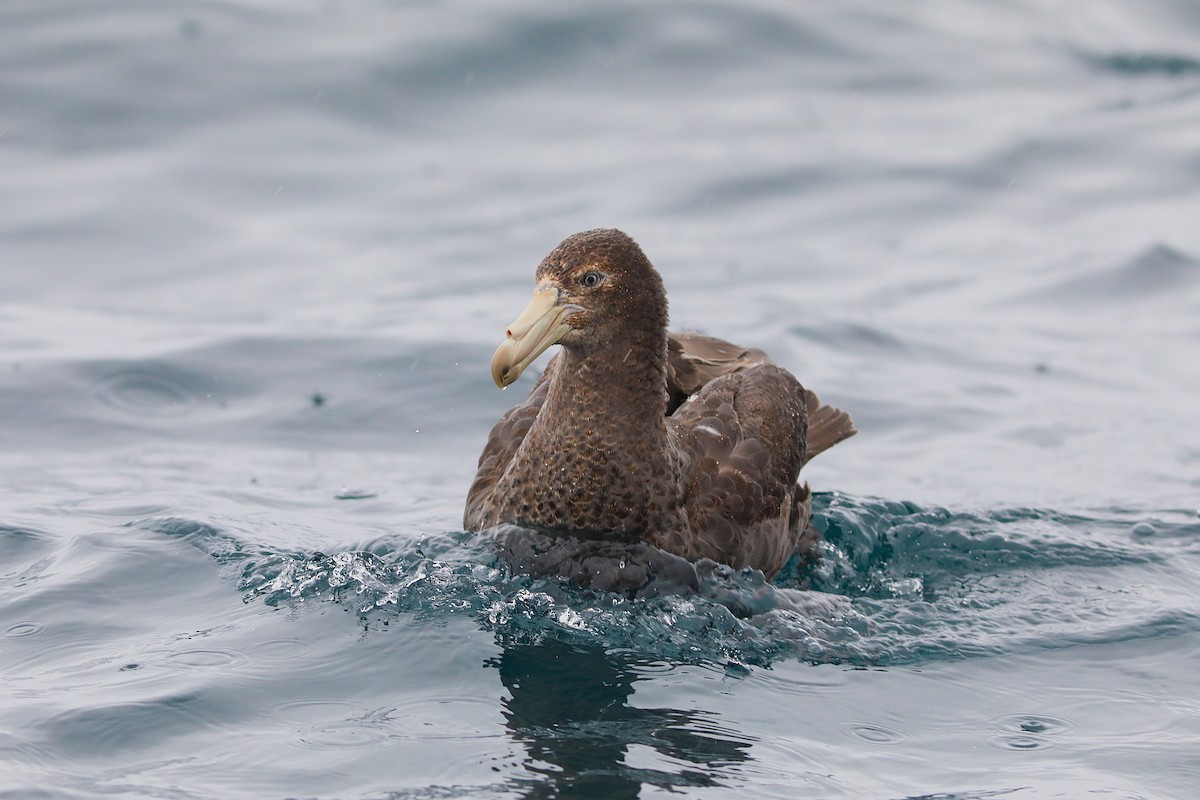 Northern Giant-Petrel - ML641886710