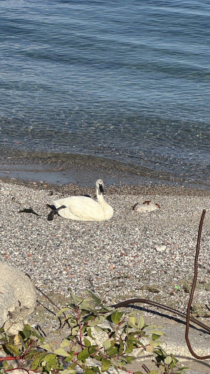 Trumpeter Swan - ML641886713