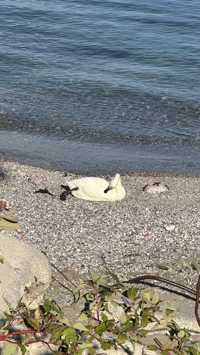 Trumpeter Swan - ML641886714