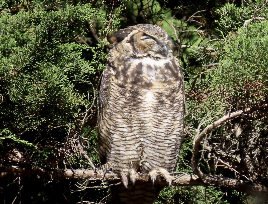 Great Horned Owl - ML641886718