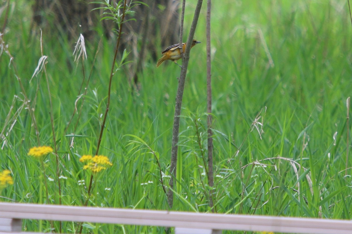 Baltimore Oriole - ML641886742