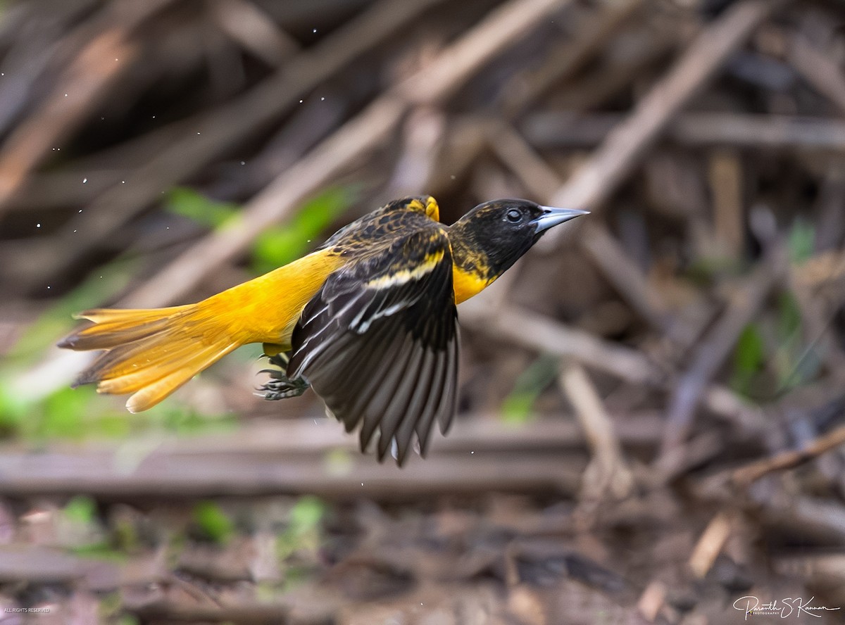 Baltimore Oriole - ML641886745