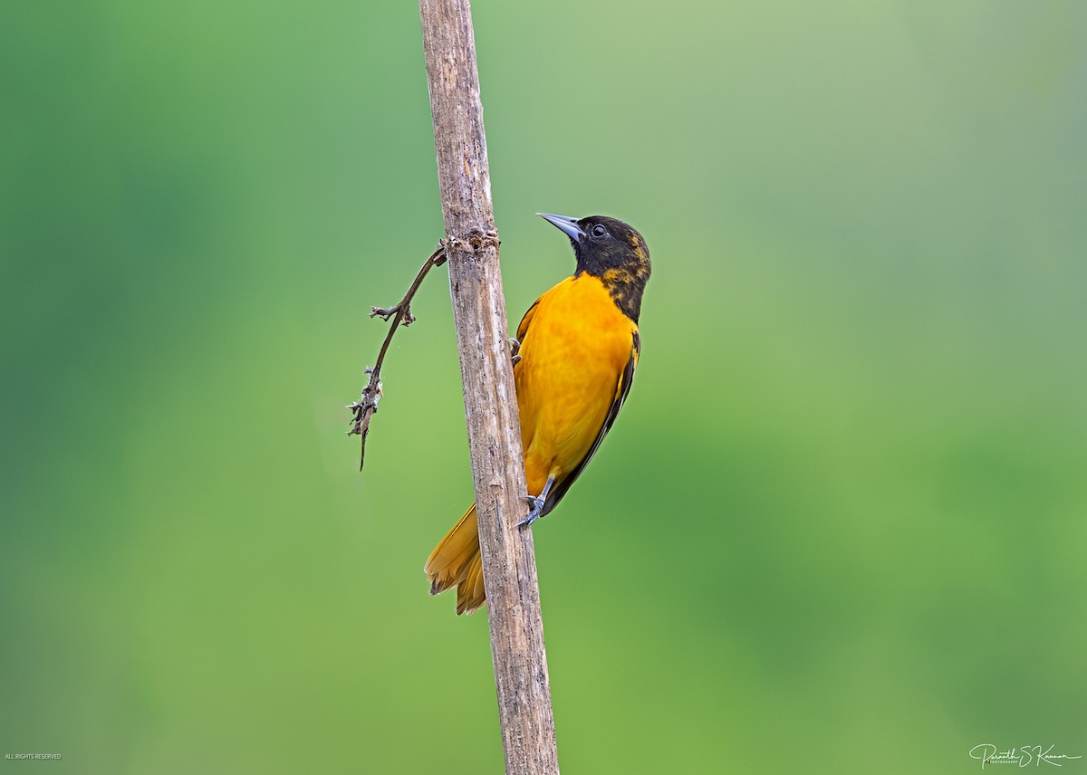 Baltimore Oriole - ML641886746