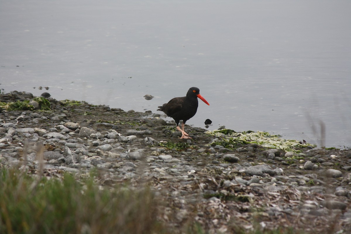 Black Oystercatcher - ML641886751