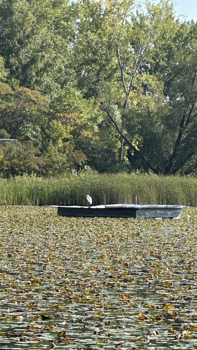 Great Blue Heron - ML641886759