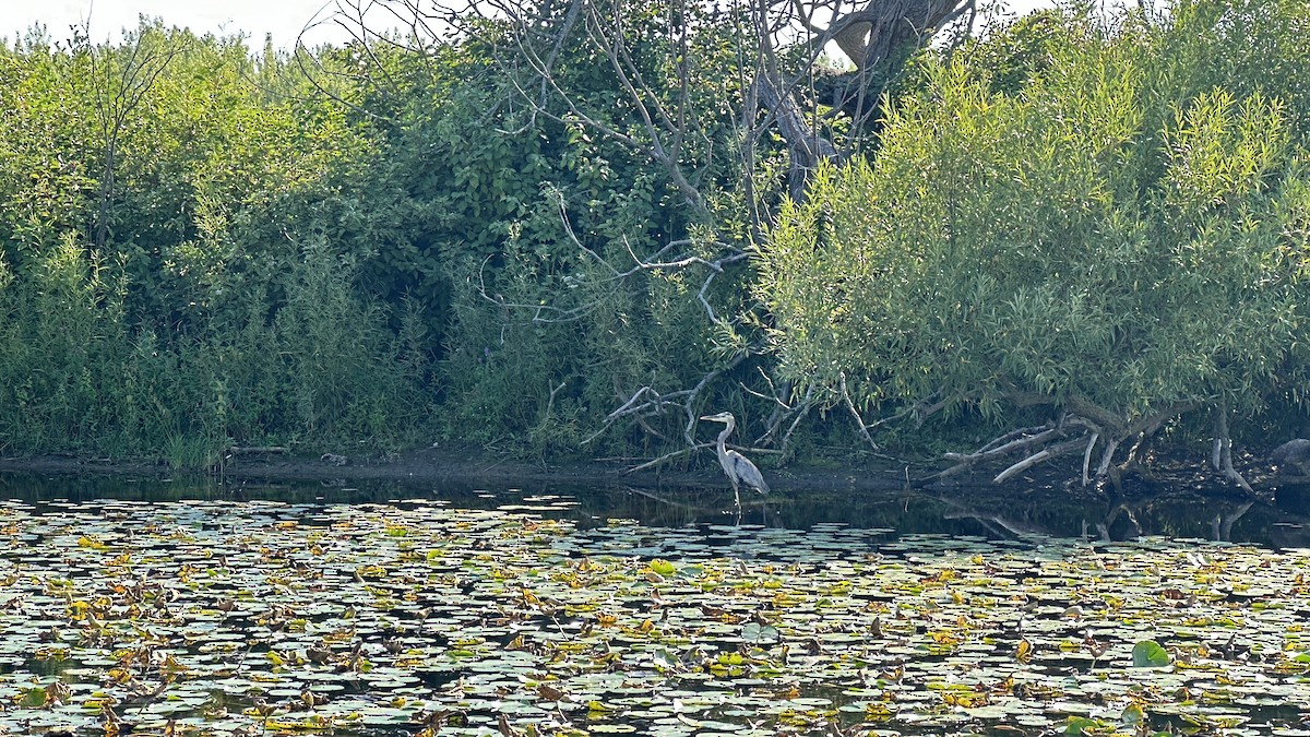 Great Blue Heron - ML641886760