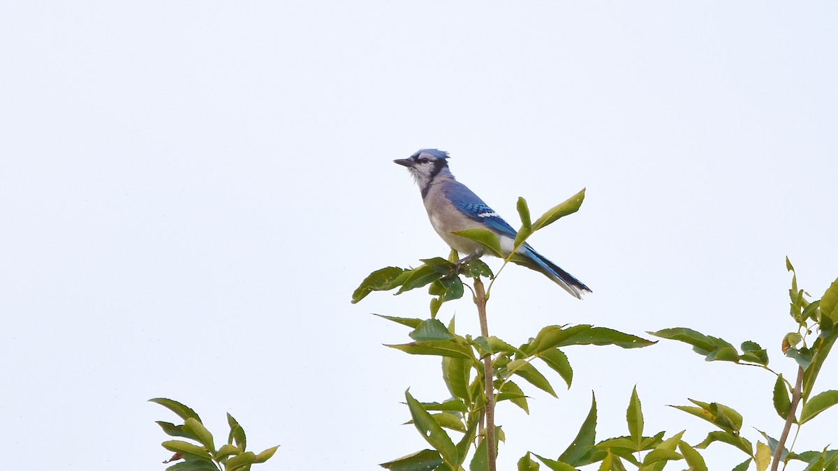Blue Jay - ML641886788