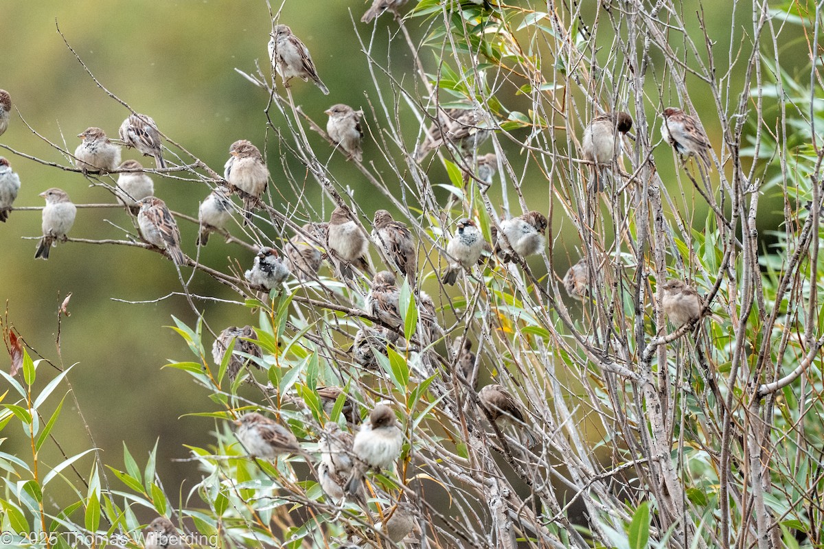 House Sparrow - ML641886834