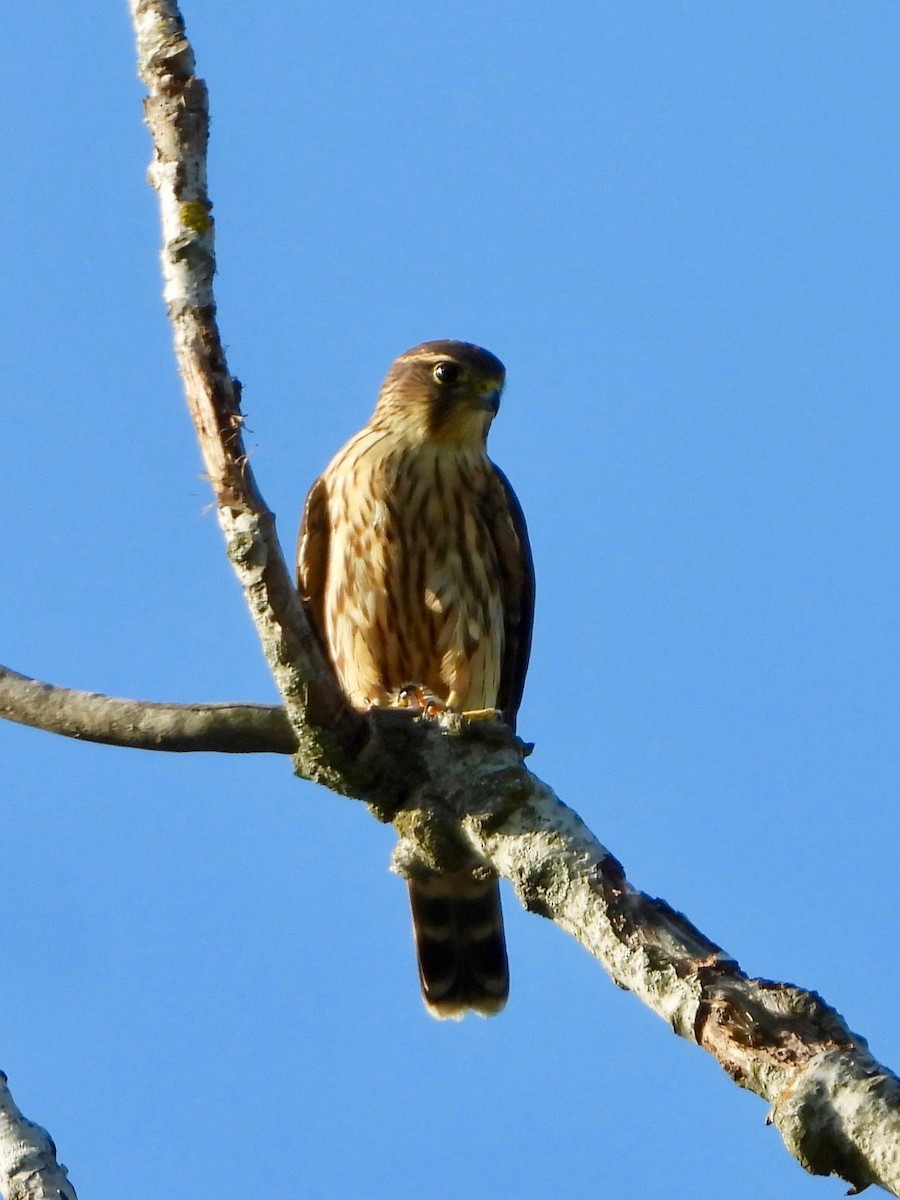 Merlin - ML641886845