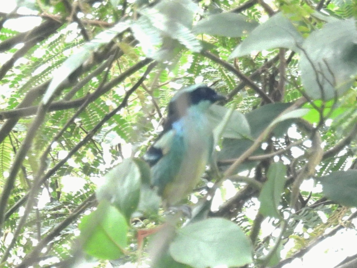 Blue-browed Tanager - ML641886847
