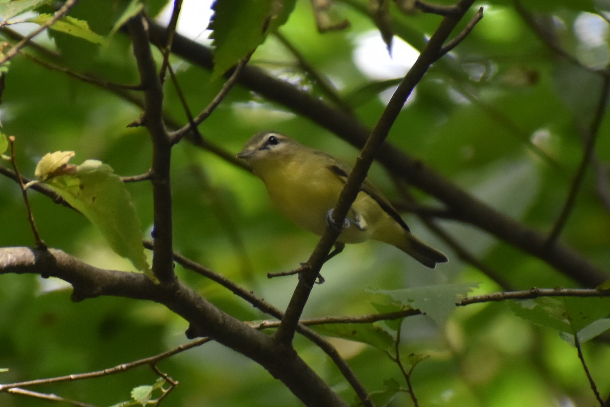 Vireo de Filadelfia - ML641886850