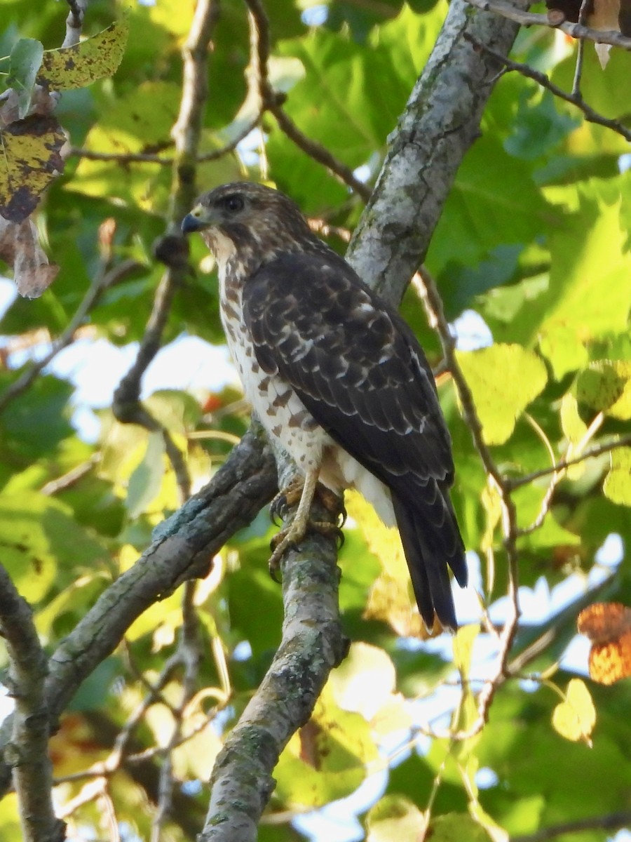 Broad-winged Hawk - ML641886856
