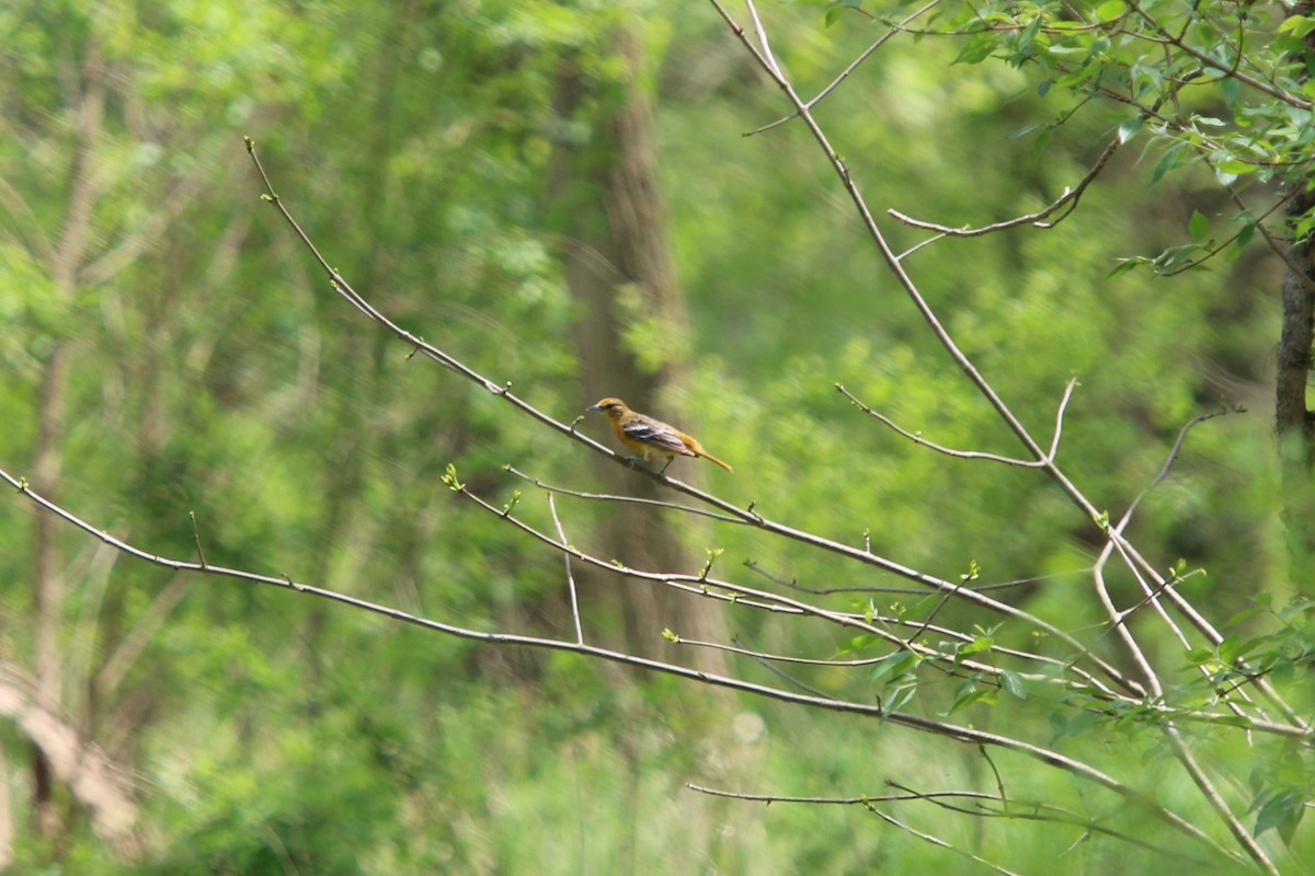 Baltimore Oriole - ML641886876