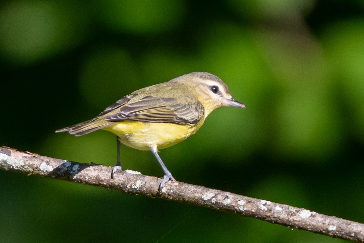 Vireo de Filadelfia - ML641886911