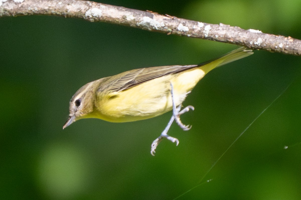 Vireo de Filadelfia - ML641886921