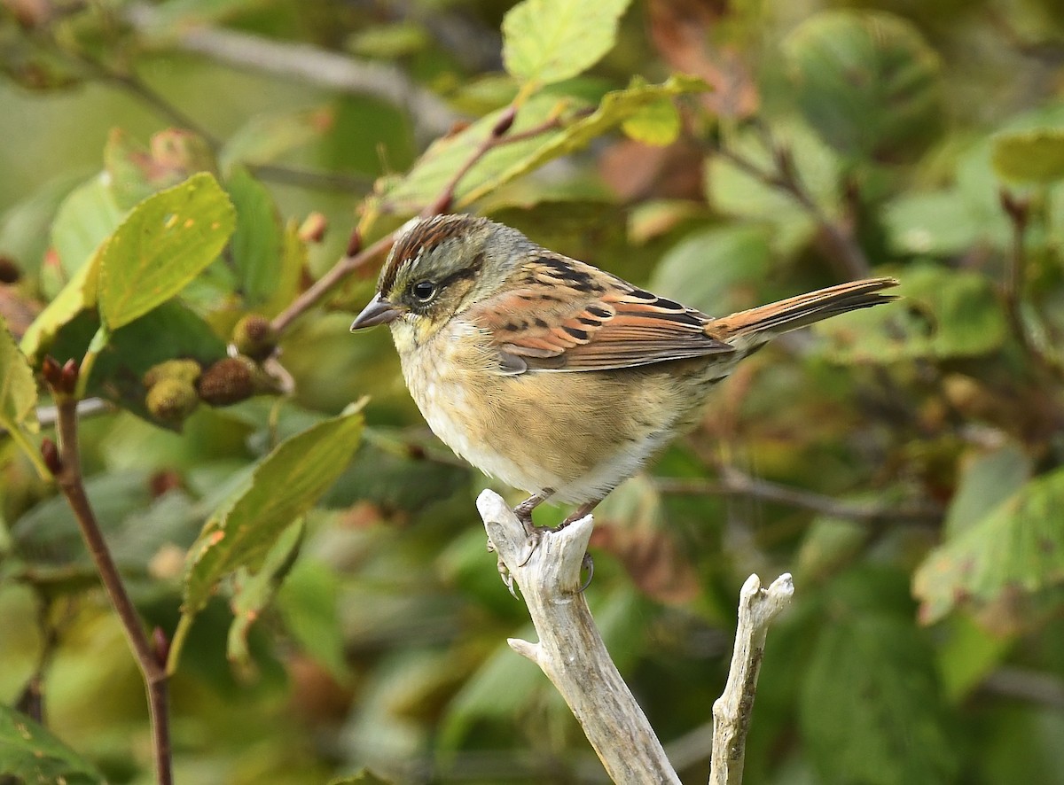 Swamp Sparrow - ML641886931