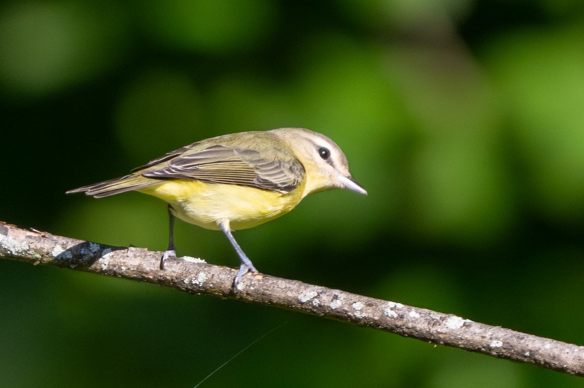 Vireo de Filadelfia - ML641886933