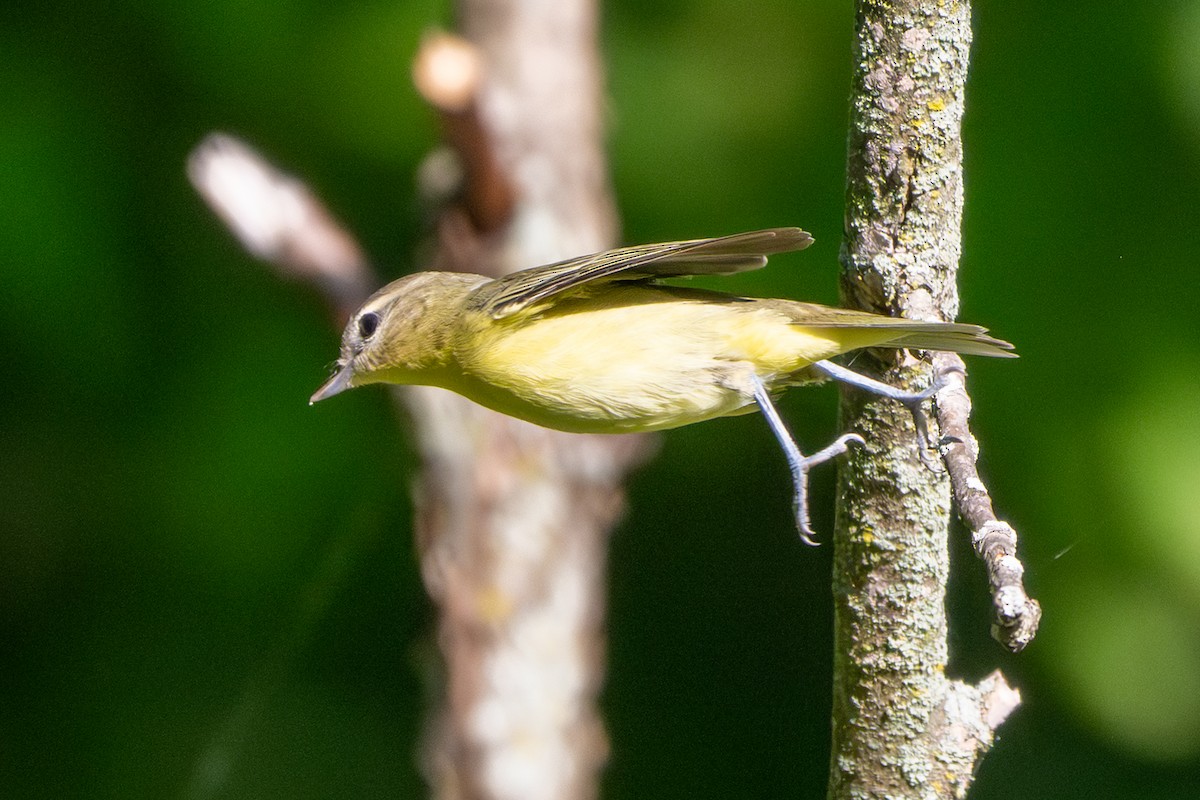 Vireo de Filadelfia - ML641886938