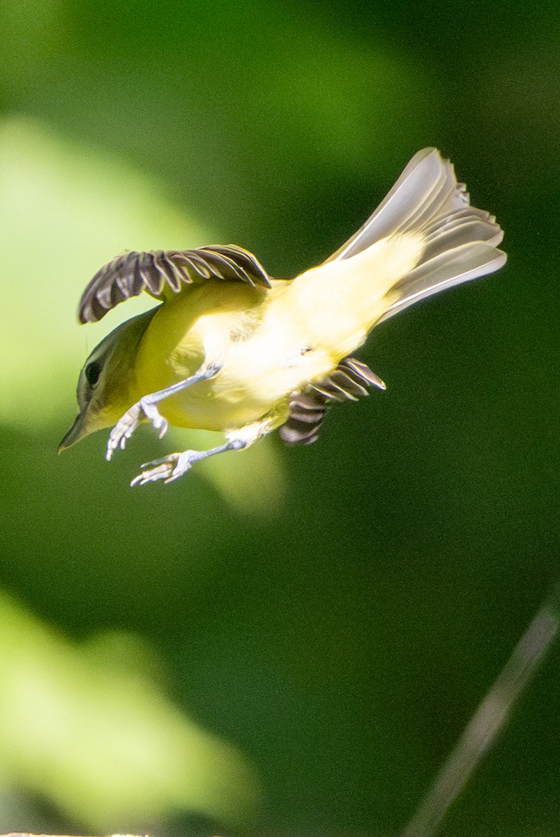 Vireo de Filadelfia - ML641886963
