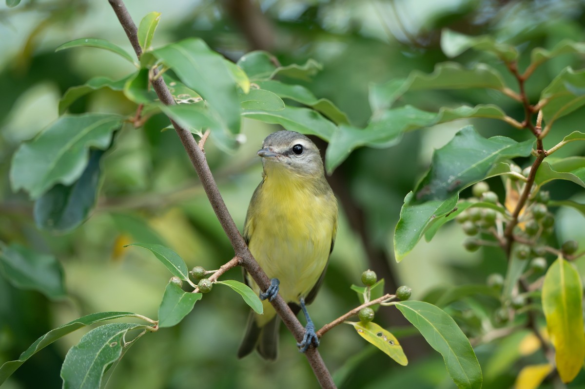 Vireo de Filadelfia - ML641886974