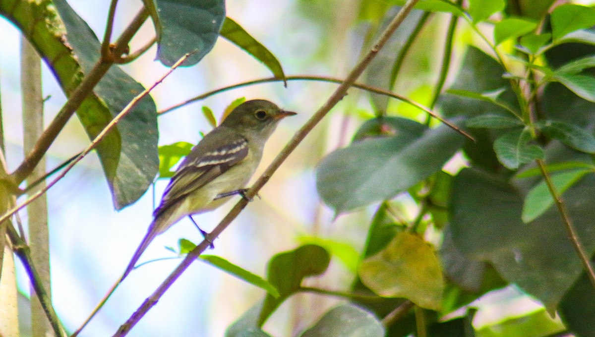 Olivaceous Elaenia - ML641886977