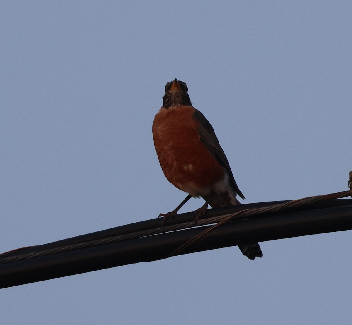 American Robin - ML641886984