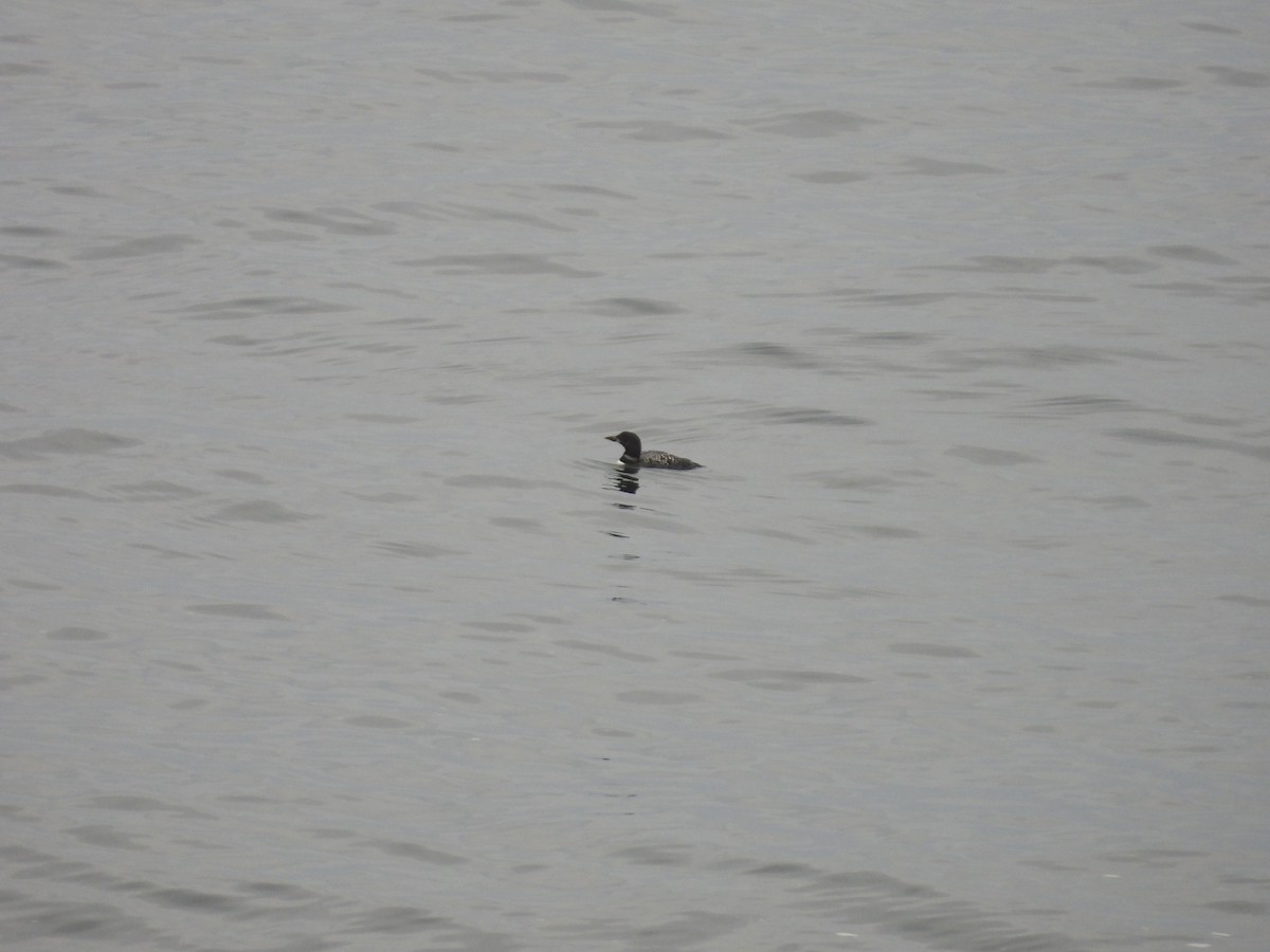 Common Loon - ML641886999