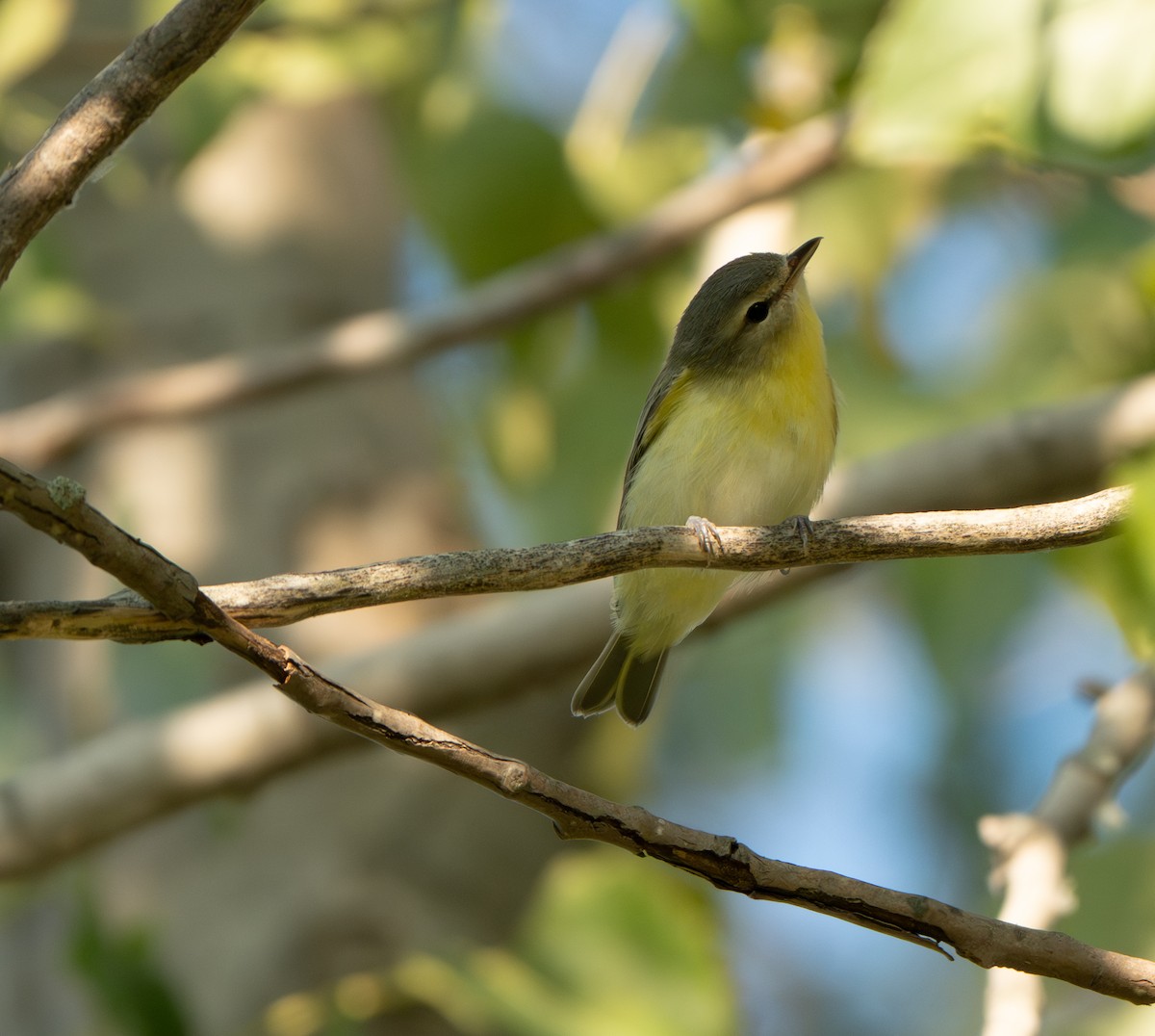 Vireo de Filadelfia - ML641887001