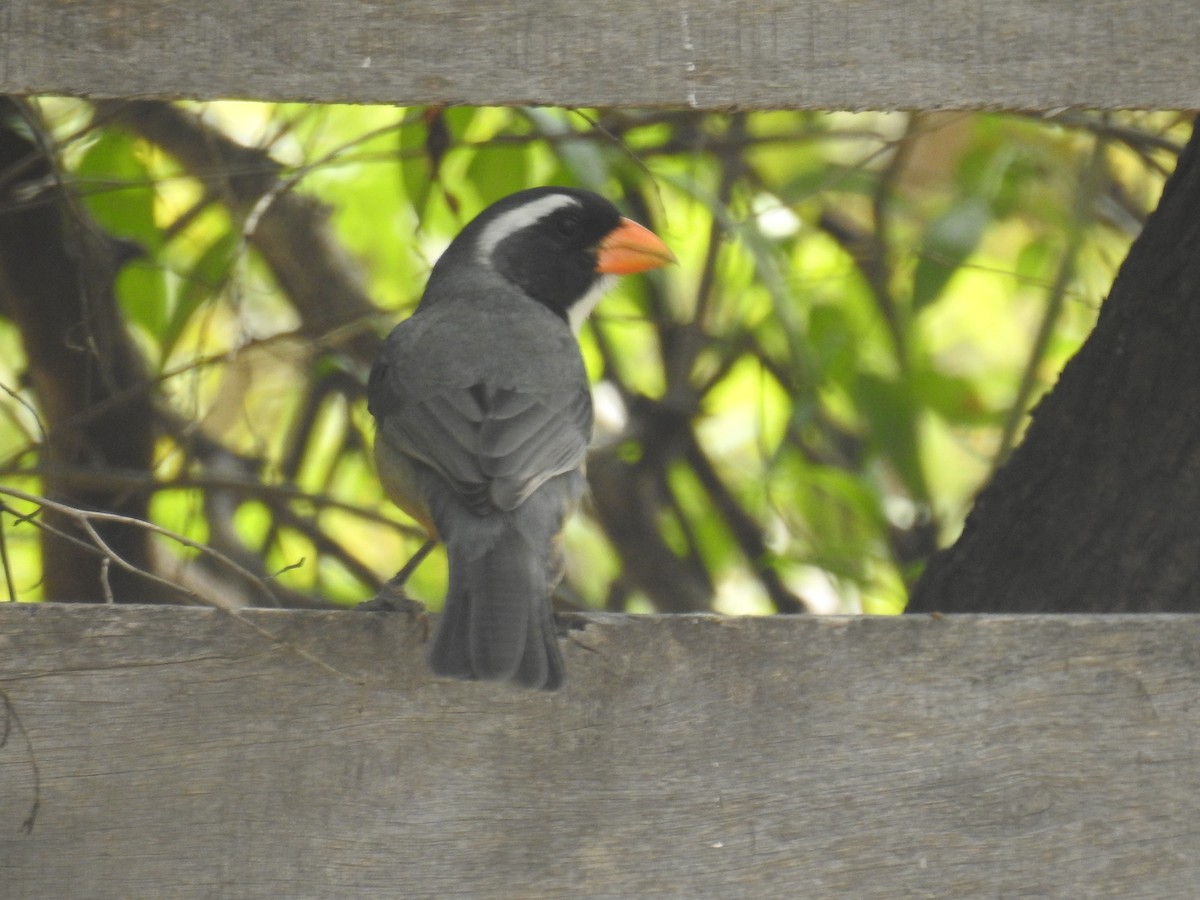 Golden-billed Saltator - ML641887036