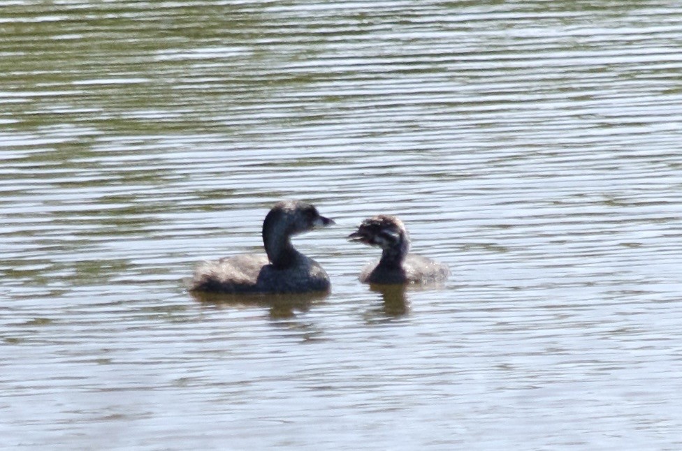 Pied-billed Grebe - ML641887060
