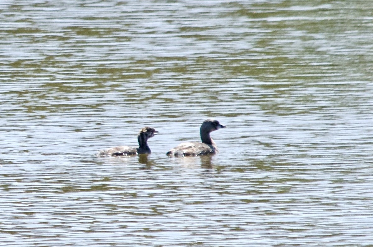 Pied-billed Grebe - ML641887061