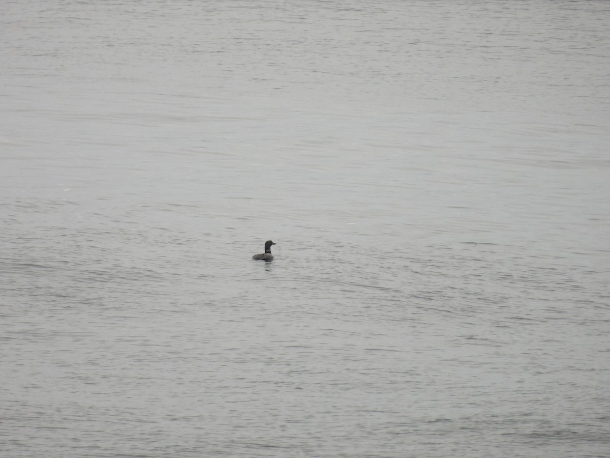 Common Loon - ML641887071