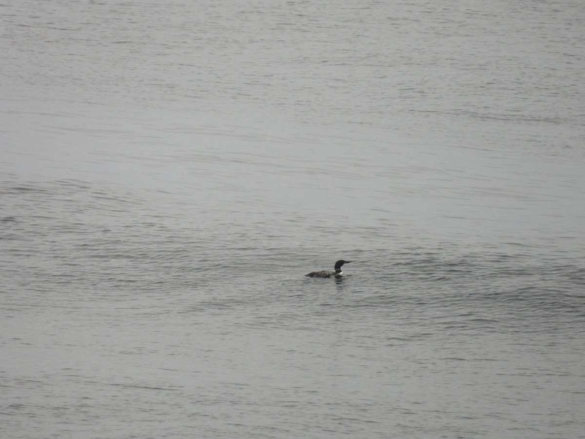 Common Loon - ML641887086