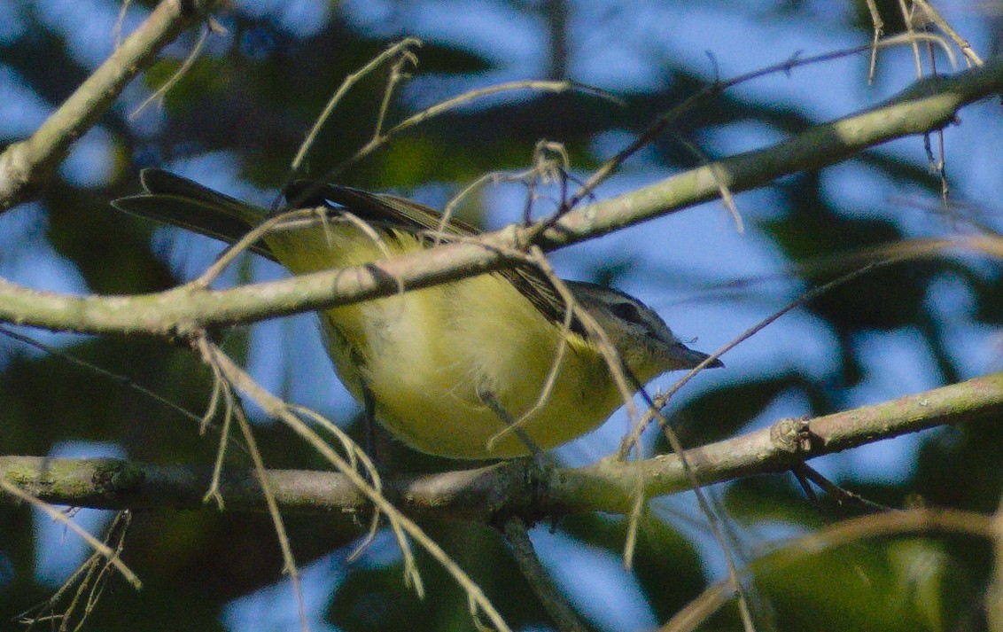 Vireo de Filadelfia - ML641887099