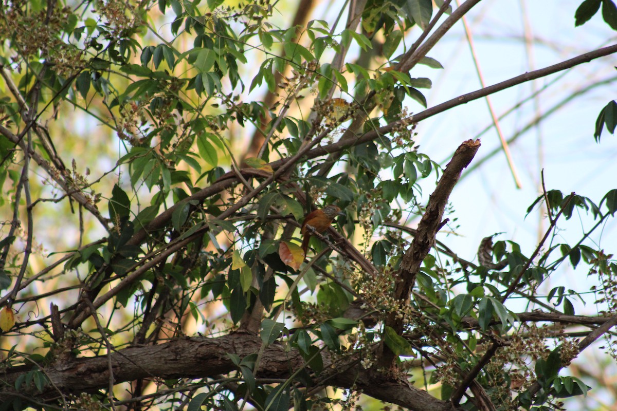Barred Antshrike - ML641887119
