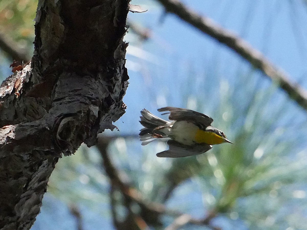 Yellow-throated Warbler - ML641887129