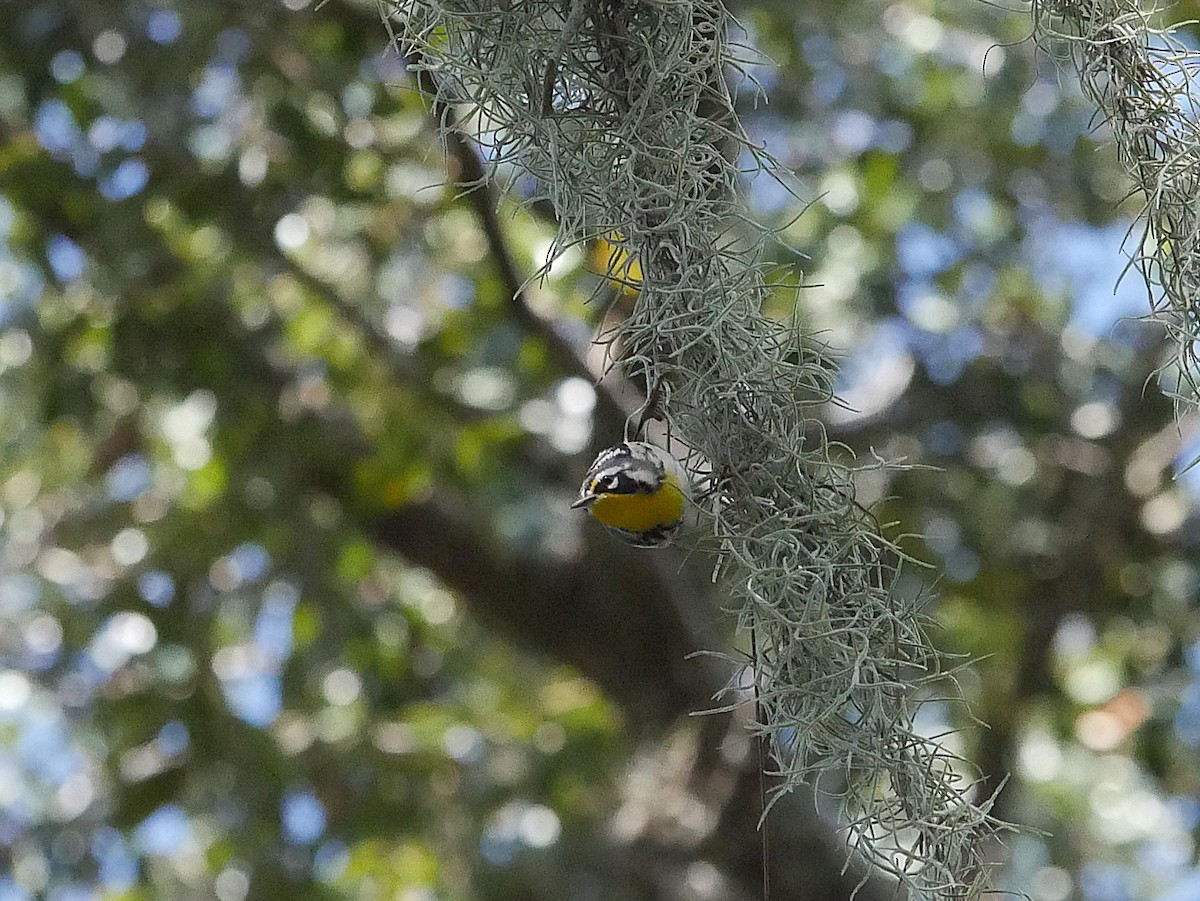 Yellow-throated Warbler - ML641887130