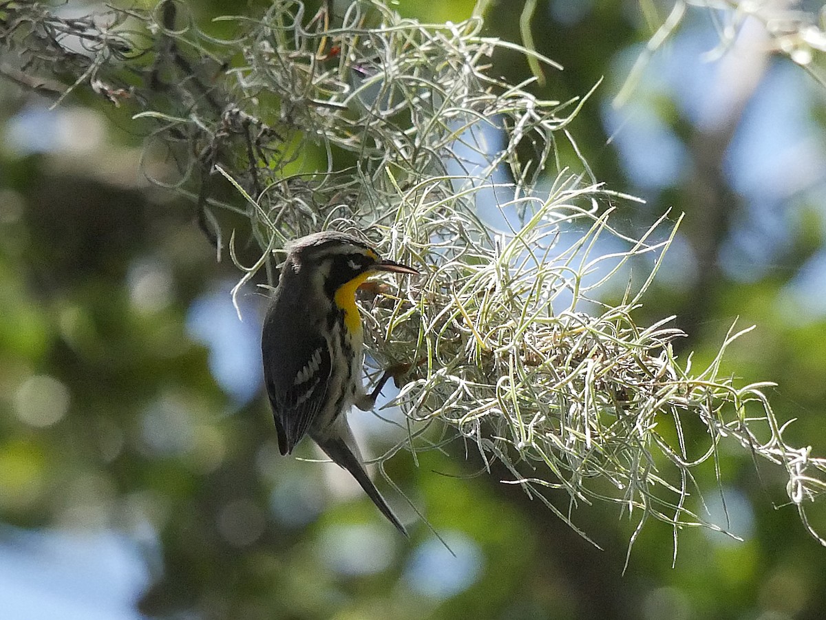 Yellow-throated Warbler - ML641887131