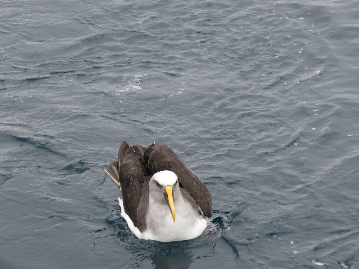 Buller's Albatross - ML641887148