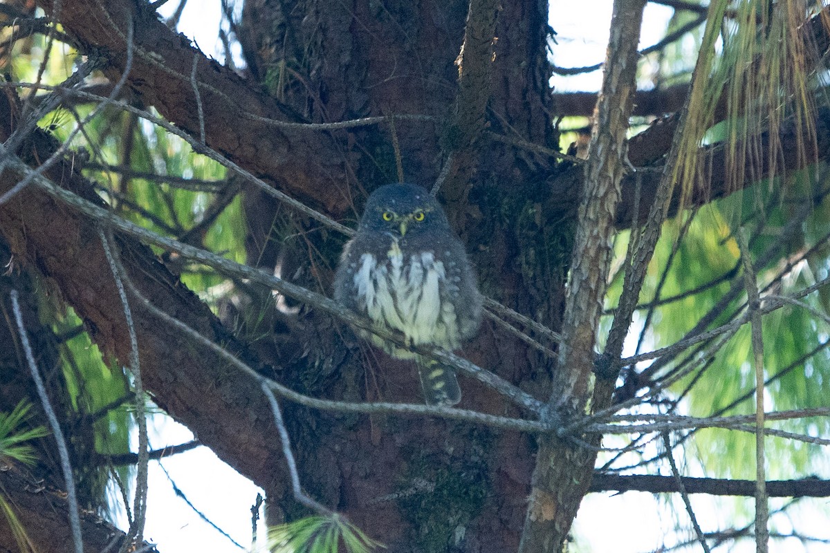 Northern Pygmy-Owl (Guatemalan) - ML641887160