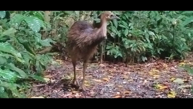 Southern Cassowary - ML641887169