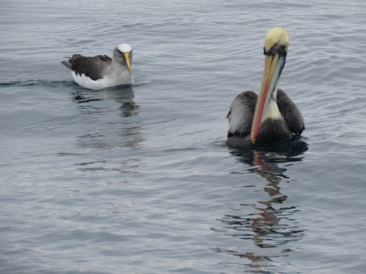 Buller's Albatross - ML641887172